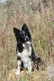 BORDER COLLIE 357